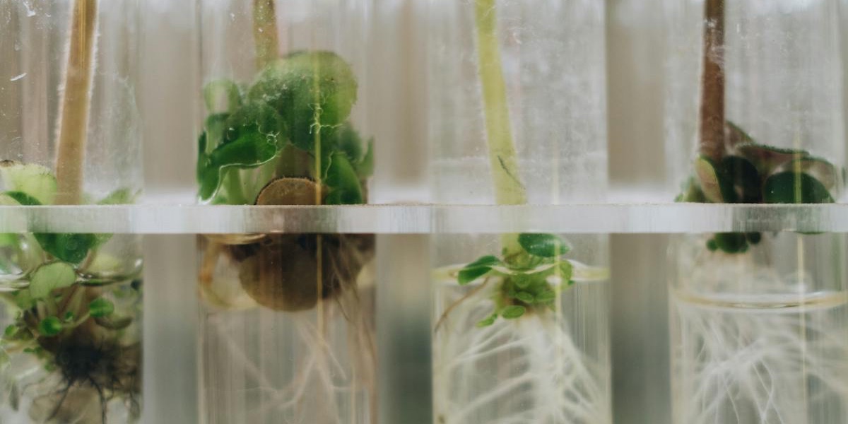 Bioelektroninen kasvualusta